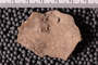 UC 17695 fossil4