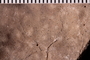 UC 17695 fossil5