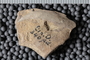 UC 17697 fossil2