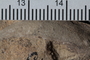 UC 17697 fossil3