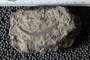 UC 17697 fossil4