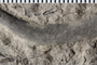 UC 17697 fossil5