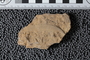 UC 17698 fossil