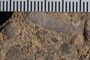 UC 23111 fossil3