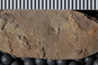 UC 23111 fossil5