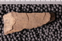 UC 369 a fossil2