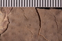 UC 369 a fossil3