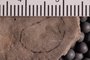 UC 369 a fossil5