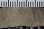 UC 39536 fossil2