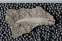 UC 39708 fossil2