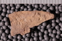 UC 39778 fossil