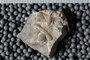 UC 39779 fossil2