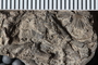 UC 39779 fossil5