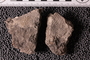 UC 48015 fossil