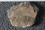 UC 48016 fossil