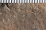 UC 48016 fossil2