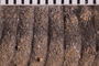 UC 48022 fossil5