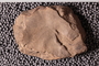 UC 9545 fossil
