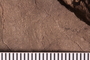 UC 9545 fossil2