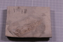 P 32086 fossil