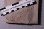 P 32086 fossil3