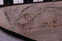 P 32086 fossil5