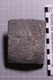 P 32087 fossil