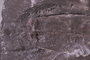 P 32087 fossil3