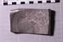 P 32087 fossil5