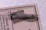 P 6512 fossil2