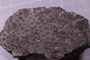 PE 2054 fossil