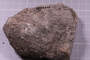 PE 24844 fossil