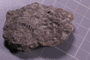 PE 5824 fossil