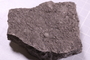 PE 91643 fossil
