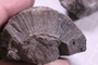 PE 91644 fossil