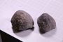 PE 91644 fossil3