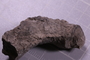 PE 91646 fossil