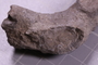 PE 91646 fossil2
