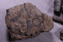 PE 91647 fossil2