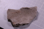 PE 91648 fossil