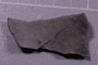 PE 91651 fossil