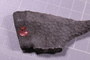 PE 91654 fossil2