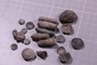 PE 91661 fossil