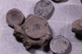 PE 91661 fossil3