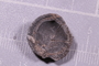 PE 91661 fossil5