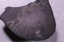 PE 91669 fossil
