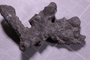 PE 91675 fossil3