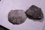 PE 91676 fossil