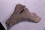 PE 91679 fossil