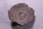 UC 51536 fossil2
